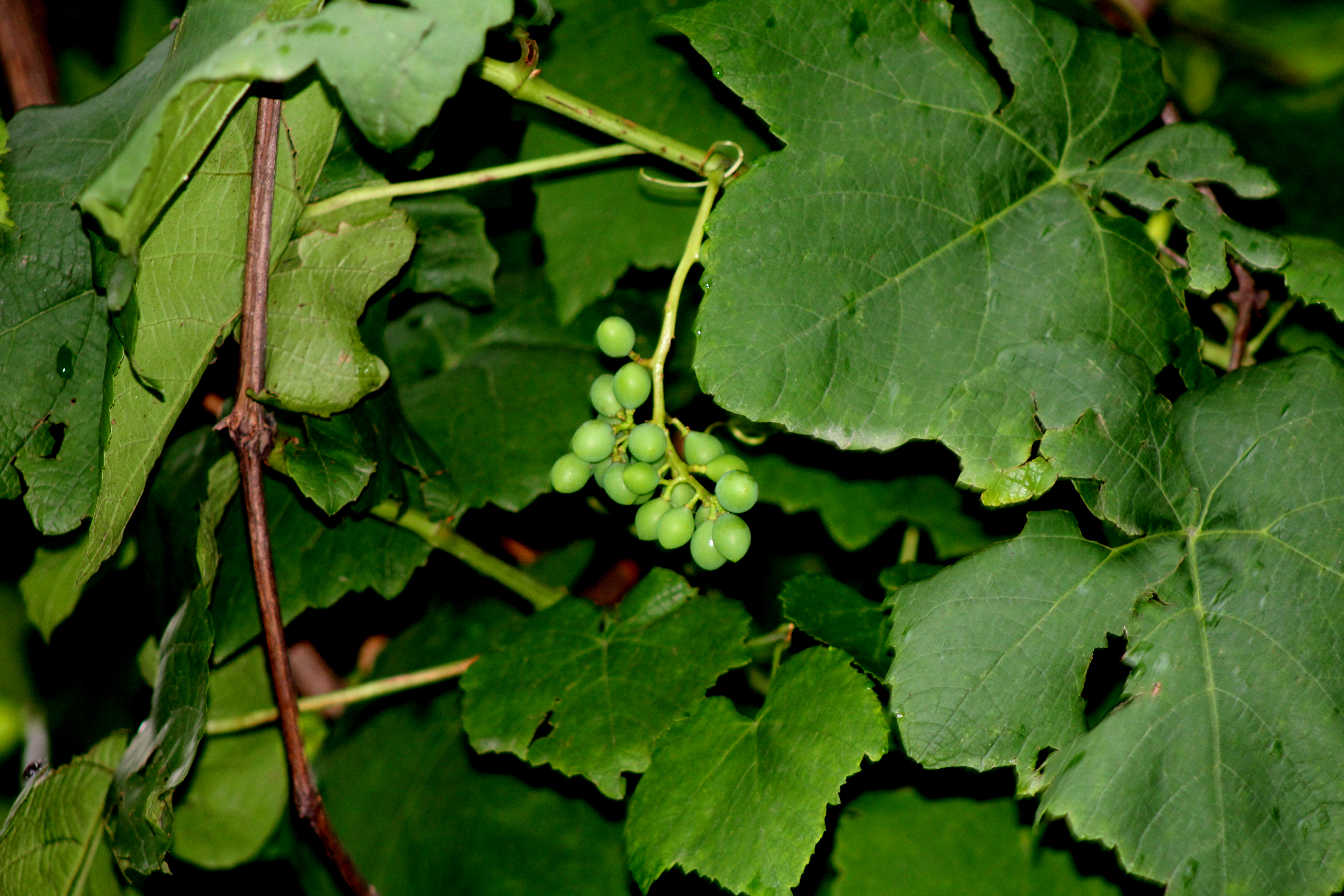 fruit