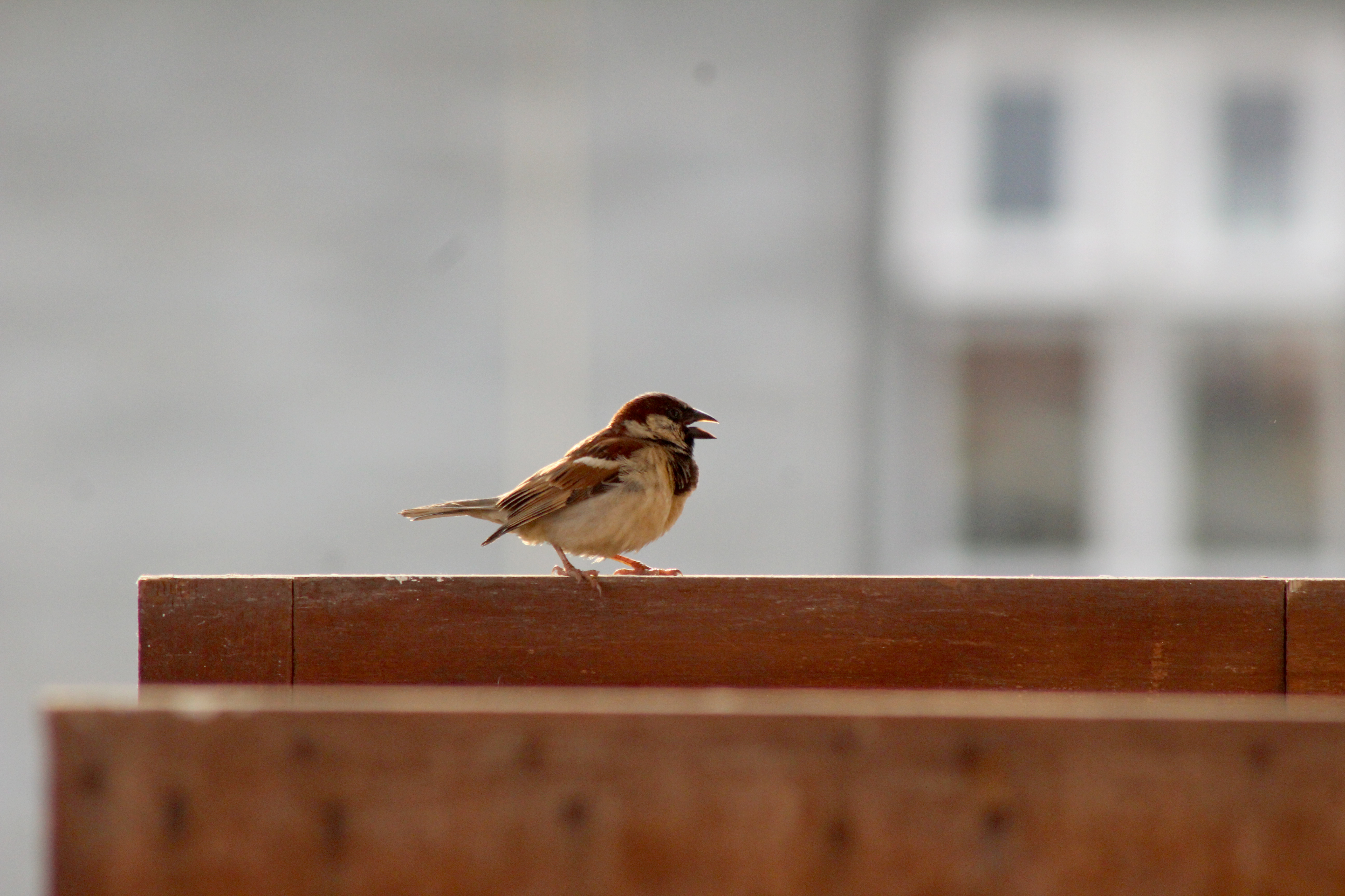 Bird