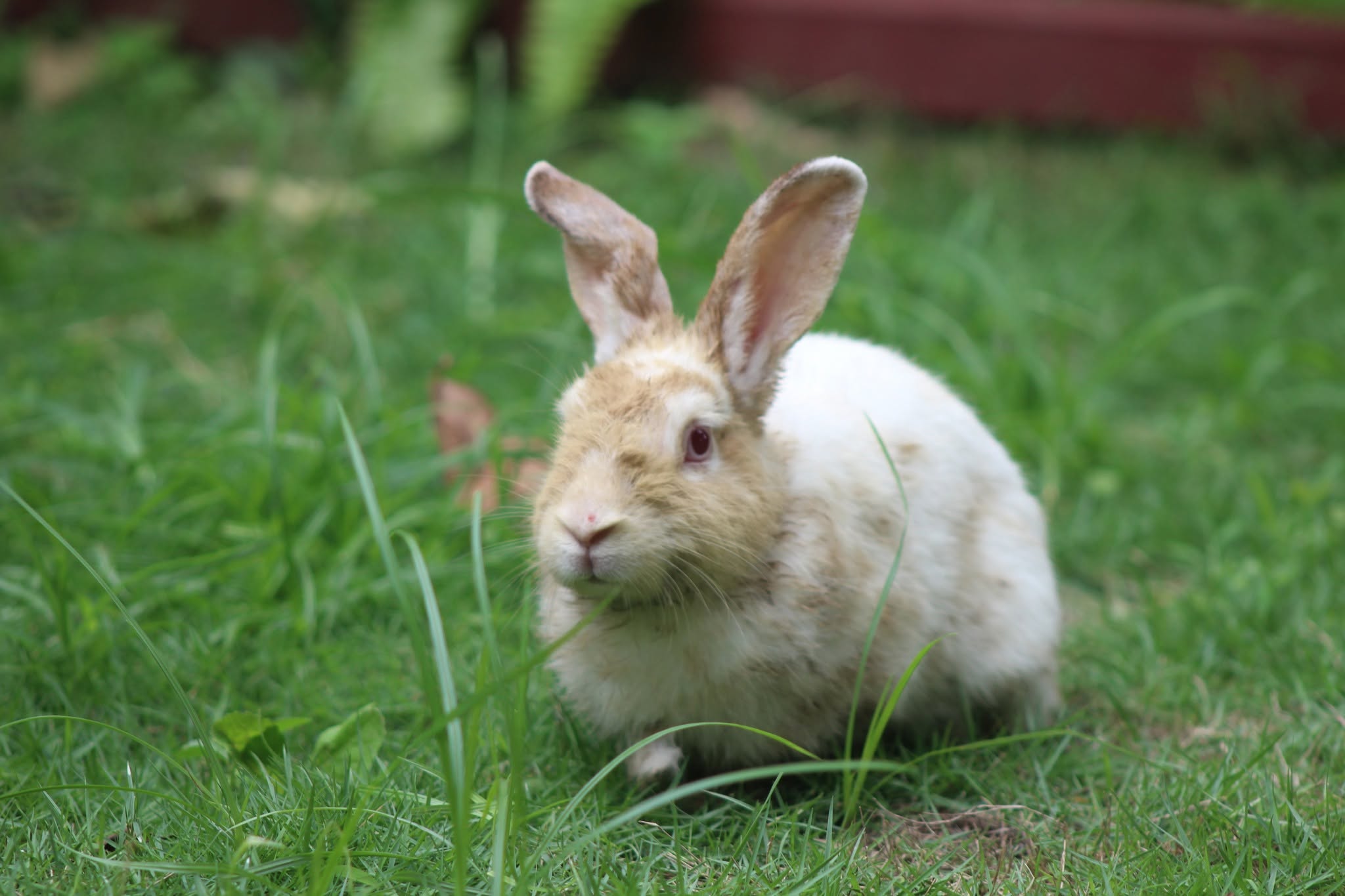 ???????? Meet our newest little residents at Royal Garden Resort! Say hello to Coco ???? and Luna ????